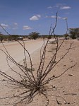 Jatropha dichtar Laisamis jizne Kenya 2012_PV1223.jpg